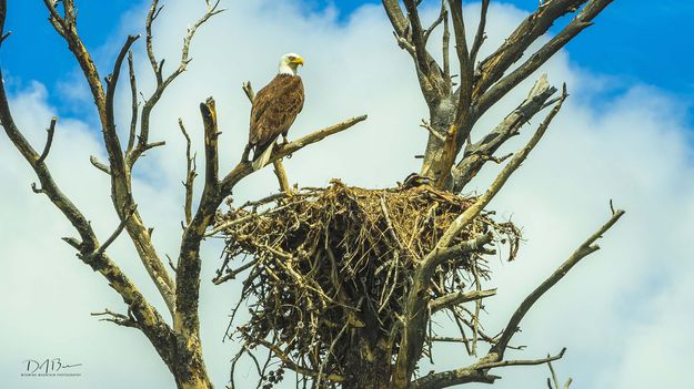 Standing Guard. Photo by Dave Bell.