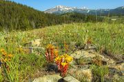 Lance-Leaved Stonecrop. Photo by Dave Bell.