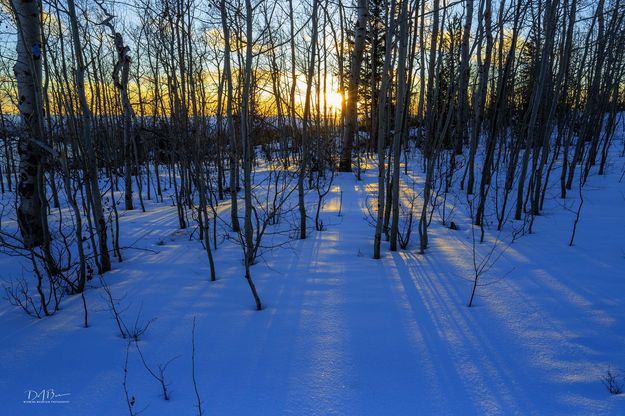 Harsh Winter Light. Photo by Dave Bell.