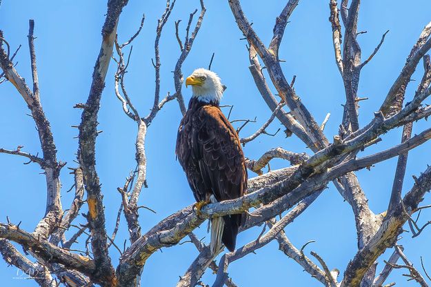 Eagle Eye. Photo by Dave Bell.