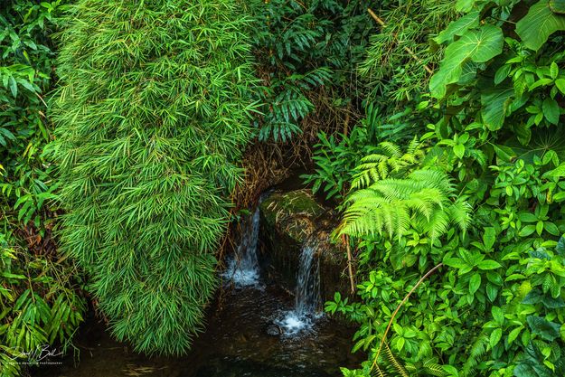 Rain Forest. Photo by Dave Bell.