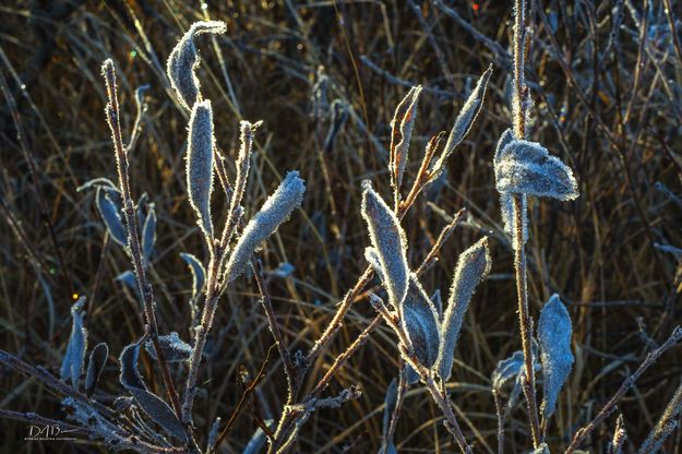 Frosty Fall Seed Pods. Photo by Dave Bell.