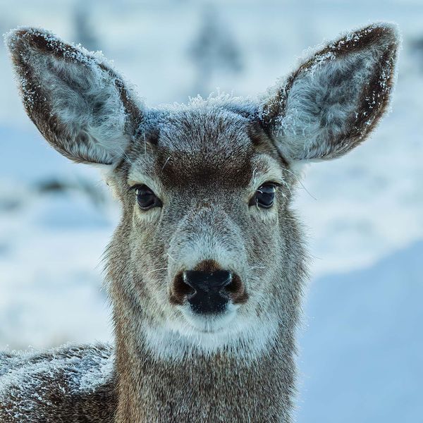 Gertrude. Photo by Dave Bell.