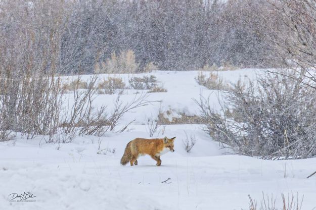 Snowy Fox. Photo by Dave Bell.