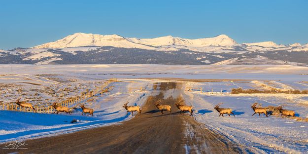 Elk Crossing. Photo by Dave Bell.