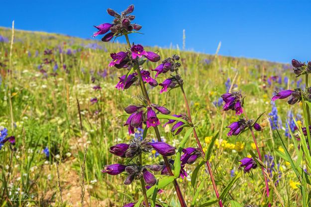 Unknown Flower?. Photo by Dave Bell.