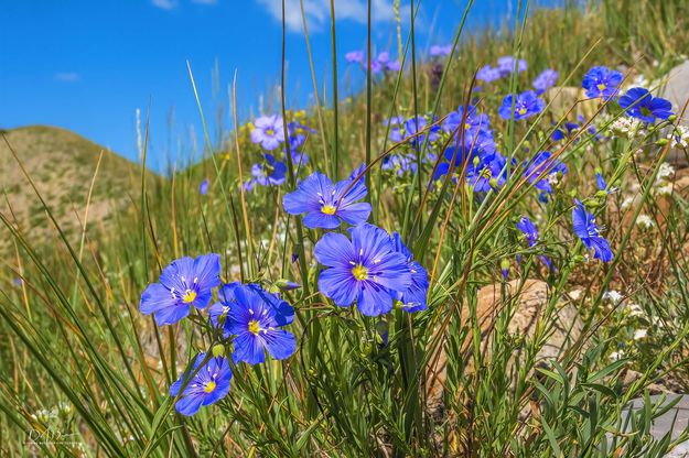 Beautiful Blue Flax. Photo by Dave Bell.