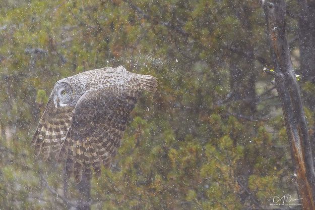 De-Icing Needed. Photo by Dave Bell.