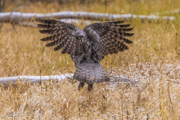 Erupting From The Grass. Photo by Dave Bell.