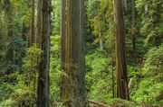 Redwoods and Pacific Coast-Sept 24-Oct 2