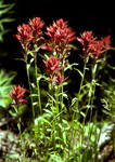 Indian Paintbrush